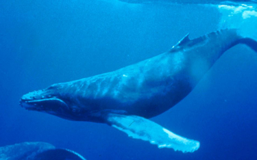 Japonia: 87 osób rannych po zderzeniu wodolotu. Z wielorybem?
