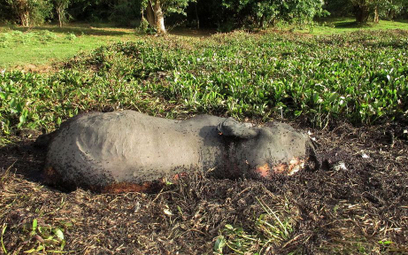 Jeden z martwych słoni na Sri Lance