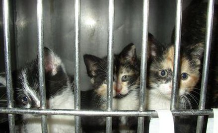 Zezwolenie na prowadzenie schroniska dla bezdomnych zwierząt