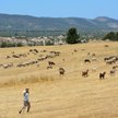 Lato na Cyprze. Koncerty cykad, „lawendowy sen” i halloumi pachnące tymiankiem