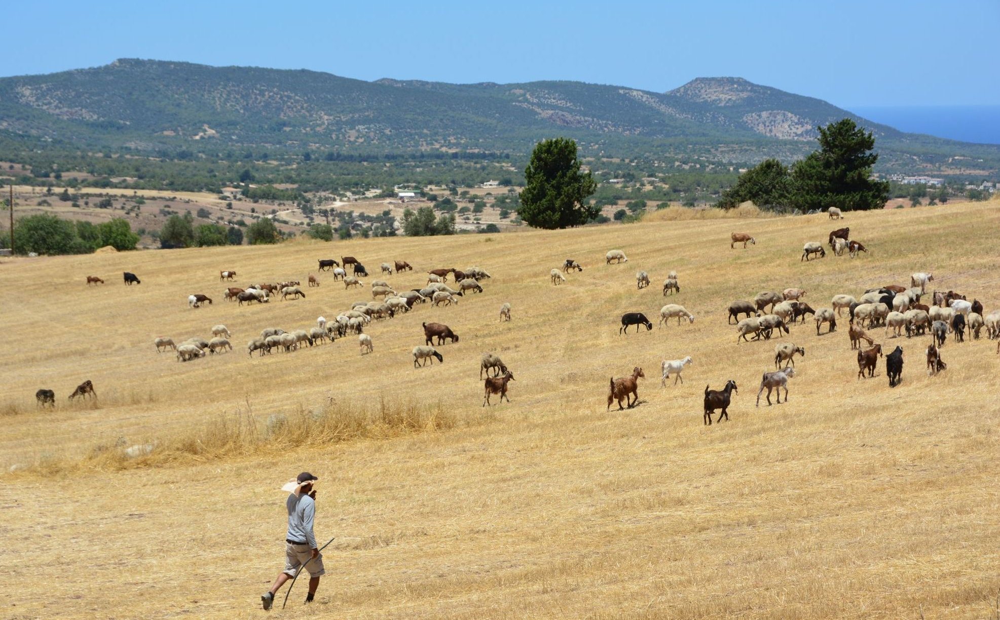 Lato na Cyprze. Koncerty cykad, „lawendowy sen” i halloumi pachnące tymiankiem