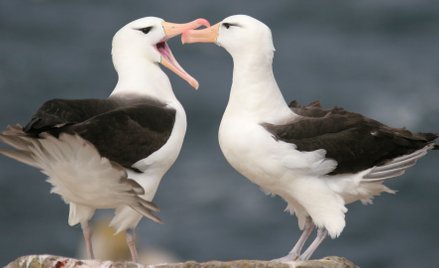 Wskaźnik „rozwodów” albatrosów rośnie przez kryzys klimatyczny