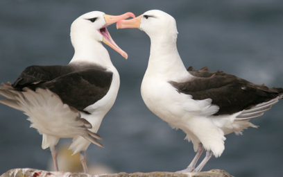 Wskaźnik „rozwodów” albatrosów rośnie przez kryzys klimatyczny