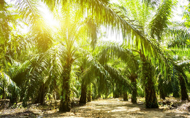 Premier Malezji: Produkcja oleju palmowego nie niszczy lasów