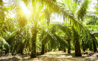 Indonezja będzie walczyć o olej palmowy w biopaliwach w UE