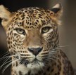 Gepard w fotelu, koty do klonowania, hektolitry szampana. Tak latają najbogatsi