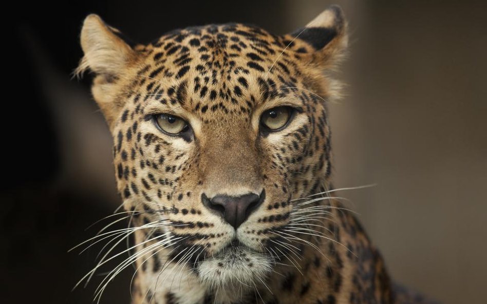 Gepard w fotelu, koty do klonowania, hektolitry szampana. Tak latają najbogatsi