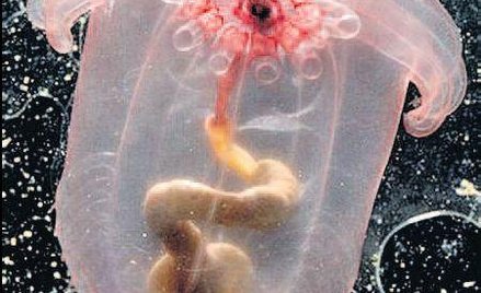 Przezroczysta strzykwa wciąga z dna osady, którymi się żywi. Żyje 2700 metrów pod powierzchnią Zatok