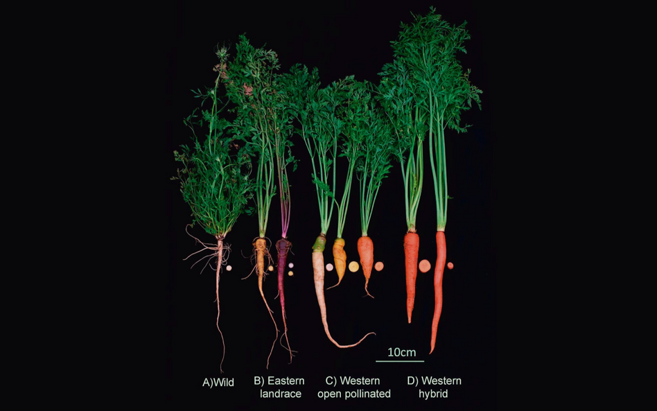 Pierwsze marchewki, które jedli Europejczycy, były fioletowe. Dopiero dzięki mutacji genetycznej, kt