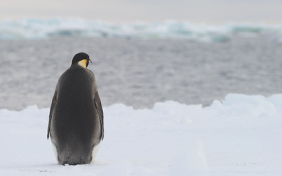 Klimat wykańcza pingwiny cesarskie