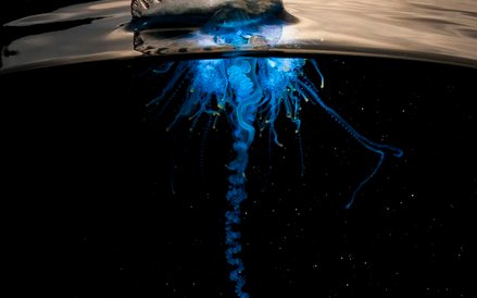 „Błękitna Planeta II”, odcinek 4