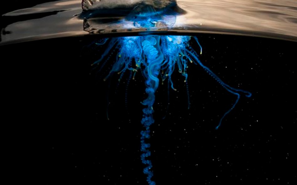 „Błękitna Planeta II”, odcinek 4