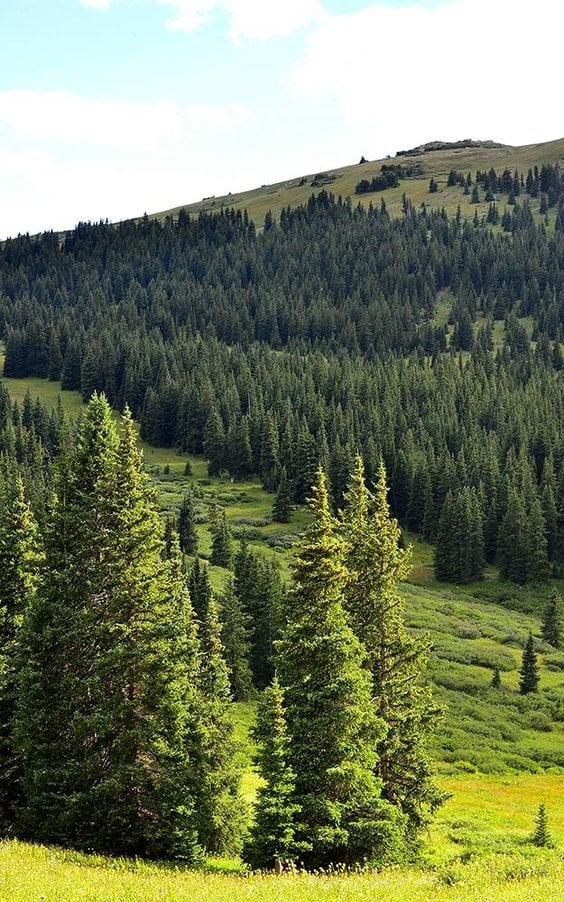 Analizy przewidują, że w perspektywie lat 2061–2080, m.in. brzoza, sosna i świerk, znajdą się poza s