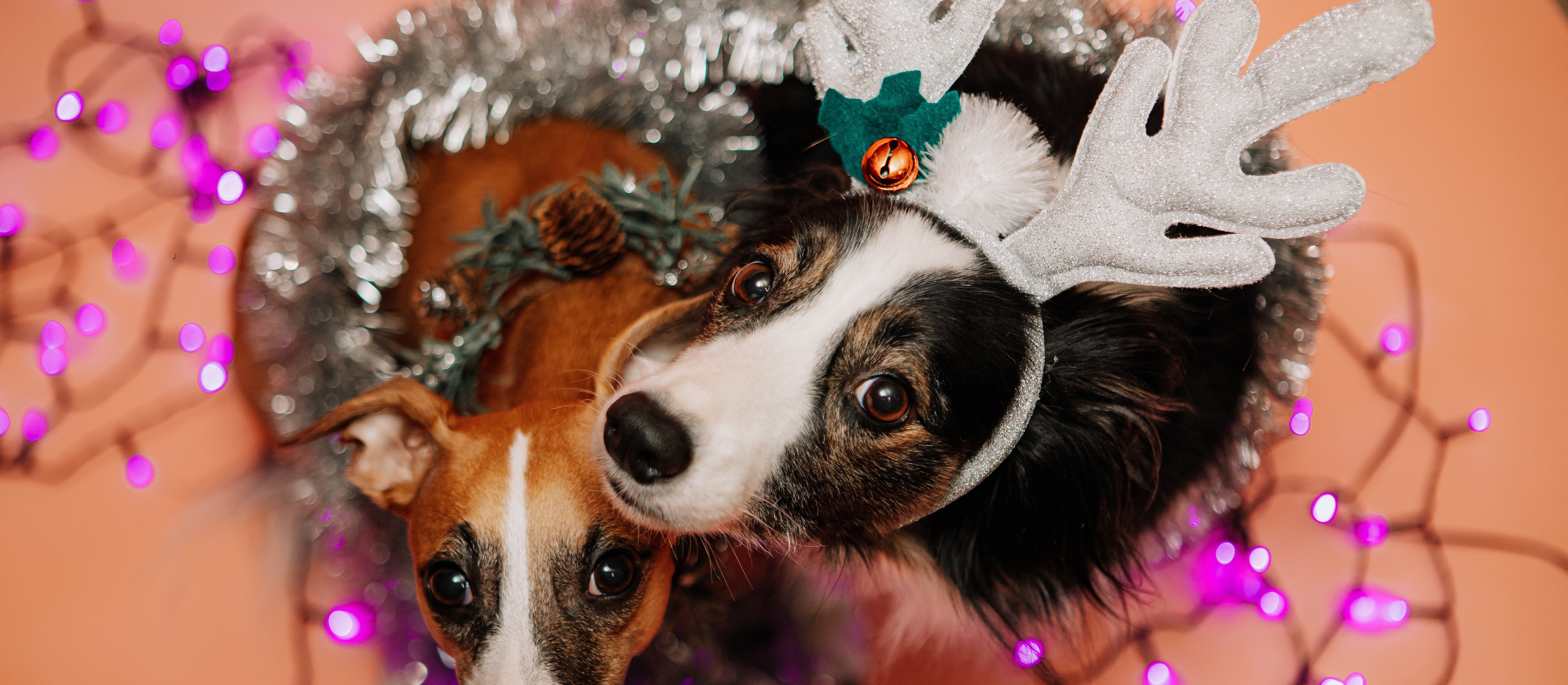 Prawniczki: Zwierzę nie jest rzeczą, nie należy go dawać „pod choinkę”