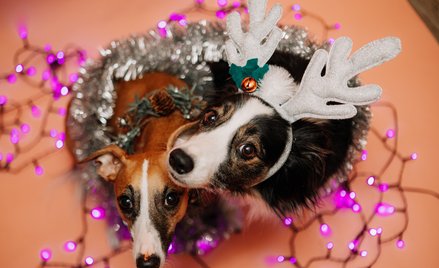 Traktowanie zwierzęcia jako prezentu pozostaje w sprzeczności z obowiązującym porządkiem prawny - pi