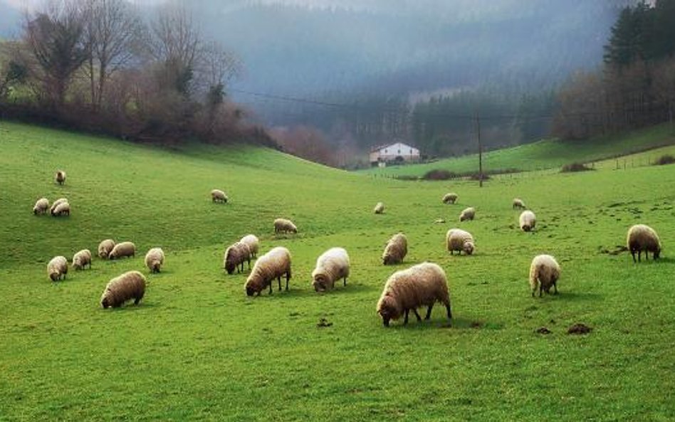 Największe w Polsce stado owiec wypasa się w gminie Komańcza.
