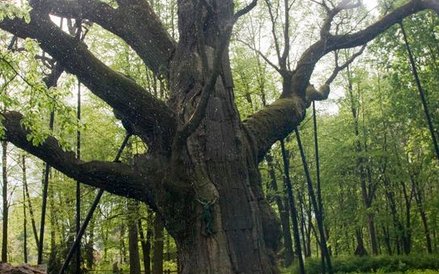 "Bartek" - choć to najsłynniejsze drzewo w kraju, nie jest nawet najstarszym dębem.
