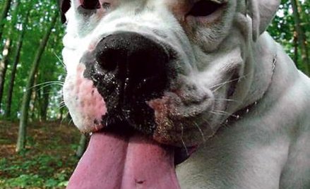 Psy mają wrażliwą psychikę – przekonują naukowcy