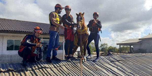Powodzie w Brazylii: Uratowano konia, który spędził dwa dni na dachu zalanego domu