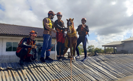 Brazylia: Uratowano konia, który spędził dwa dni na dachu zalanego domu