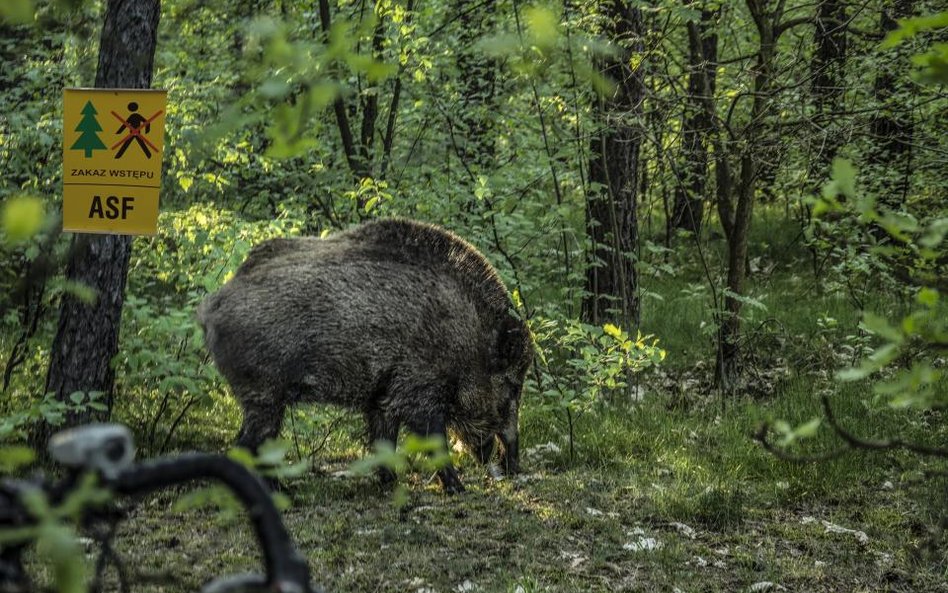 ASF: Niemcy zgodzili się na większy odstrzał dzików