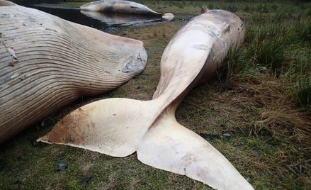 Chile: 337 martwych wielorybów na plaży