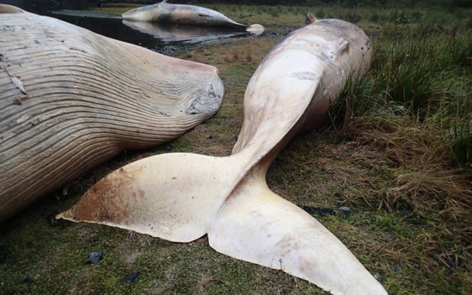 Chile: 337 martwych wielorybów na plaży