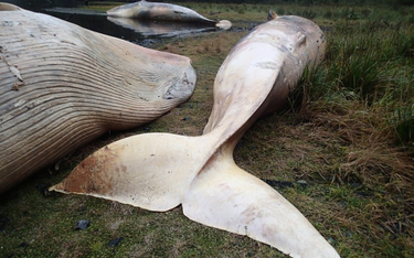 Chile: 337 martwych wielorybów na plaży