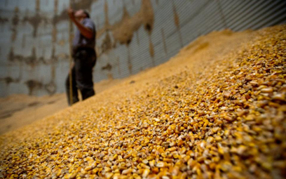 Ponad 40 proc. zbiorów kukurydzy w USA przeznaczanych jest na produkcję etanolu. W ubiegłym roku ame