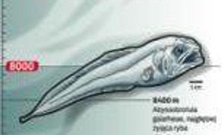 Jak bada się głębiny oceanów?