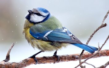 Jeśli zdecydujemy się rozpocząć dokarmianie, powinniśmy robić to regularnie aż do odwilży. Ptaki szy