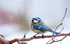 Każda złotówka zebrana na Pomagam.pl wspiera ochronę ptaków, których w Polsce ubywa w zastraszającym