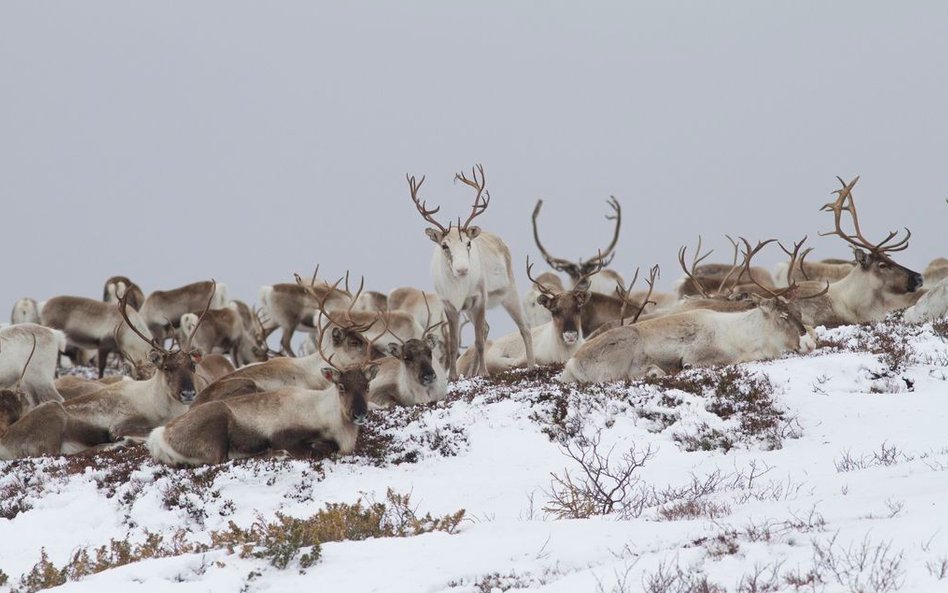Zdjęcia do „Królestwa” kręcone na Podlasiu to ok. 10 proc. całego filmu.