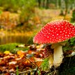 Niejadalne grzyby w Polsce. Jak uniknąć zatrucia?