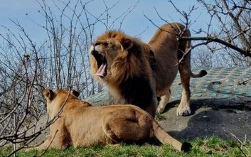 Króla ziwerząt i jego poddanych od 1 września będziemy mieli możliwość odwiedzenia w zmienionych god