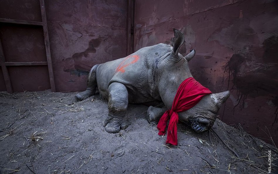 Neil Aldridge, "Waiting For Freedom"