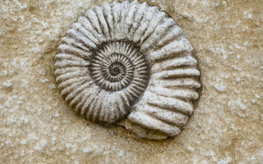 6-latka znalazła skamielinę sprzed 65 mln lat