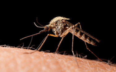 Naukowcy uderzą w komary grzybem