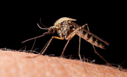 Naukowcy uderzą w komary grzybem