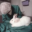 fot. www.understandinganimalresearch.org.uk