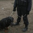 Jedzenie dla psa wartownika to koszt funkcjonowania firmy