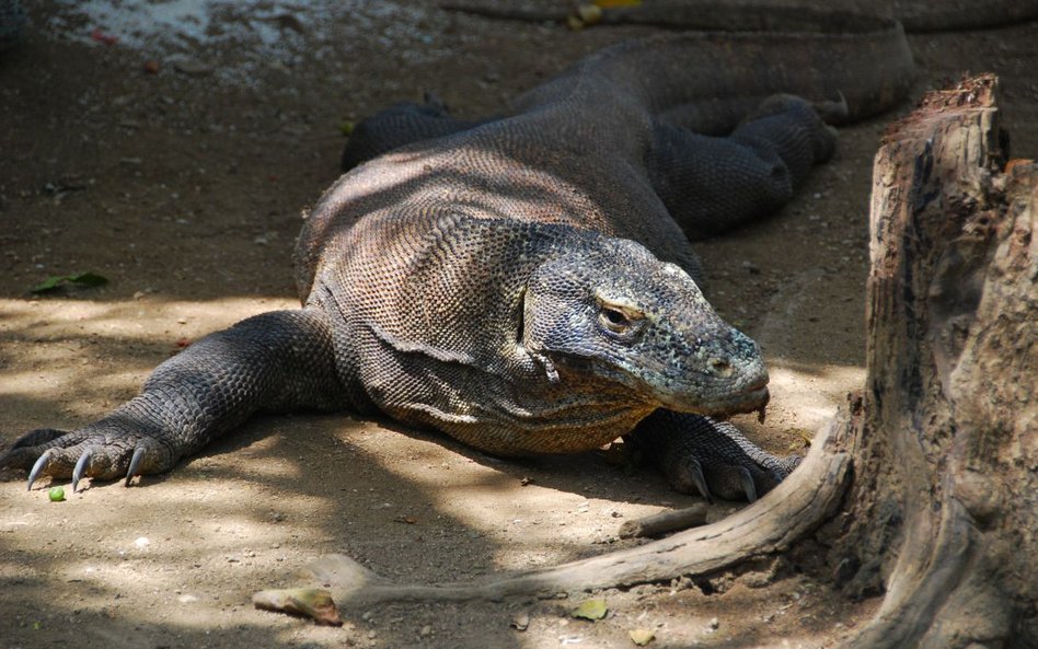 Smoki z Komodo drastycznie podrożały. Turyści odwołują przyjazdy