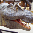 Zrekonstruowana głowa tyranozaura z Muzeum Historycznego Uniwersytetu w Oxfordzie