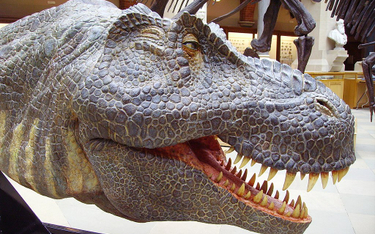 Zrekonstruowana głowa tyranozaura z Muzeum Historycznego Uniwersytetu w Oxfordzie