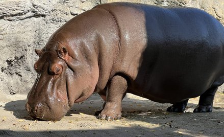 Hipopotam Gen-chan w ZOO w Osace
