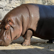 Hipopotam Gen-chan w ZOO w Osace