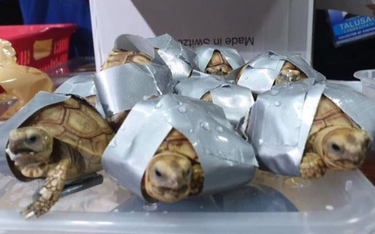 Filipiny: 1500 żółwi owiniętych taśmą klejącą w porzuconym bagażu