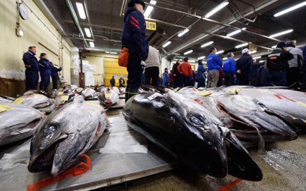 Pierwsza aukcja tuńczyna w 2018 roku na rynku Tsukiji