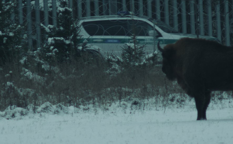 Żubr świadkiem krwawych wydarzeń. Finał Festiwalu Filmu i Sztuki BNP Paribas Dwa Brzegi