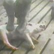Kadr z jednego z szokujących filmów nakręconych przez obrońców praw zwierząt